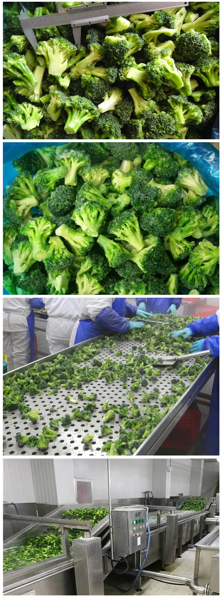 IQF Frozen Supply New Crop Green Broccoli