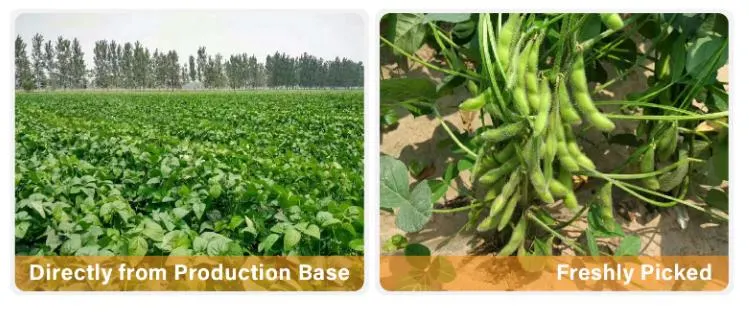 High Quality Best Price IQF Frozen Cut Green Bean